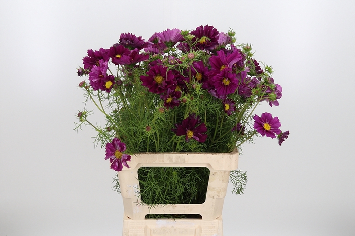 <h4>Cosmos Bipinnatus Paars</h4>
