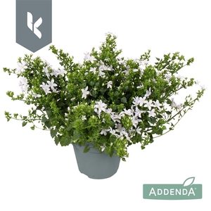 Campanula Adansa White