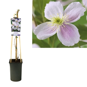 Clematis montana 'Pink Perfection' +light label