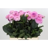 Dahlia Wizard of Oz