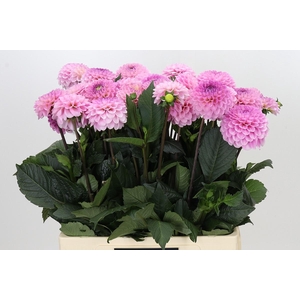 Dahlia Wizard of Oz