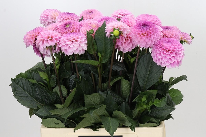 <h4>Dahlia Wizard of Oz</h4>