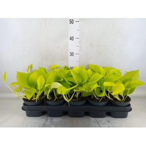 Epipremnum pinn. 'Golden Pothos'