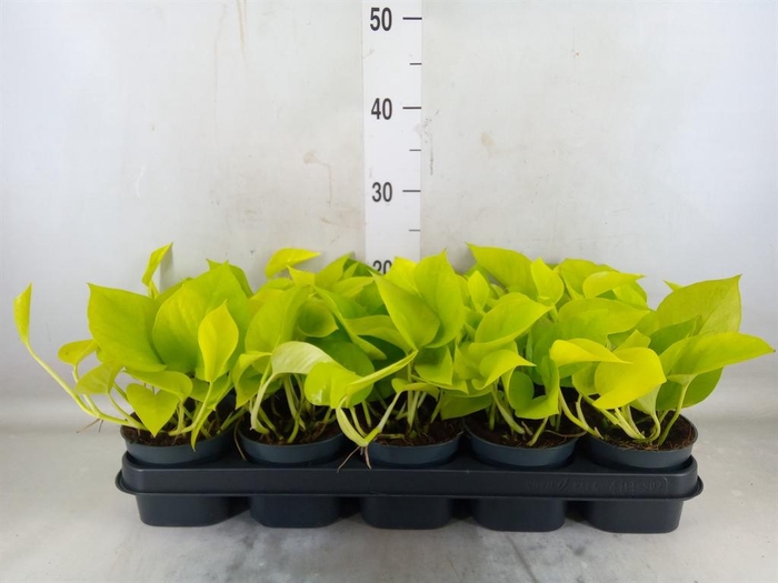 <h4>Epipremnum pinn. 'Golden Pothos'</h4>