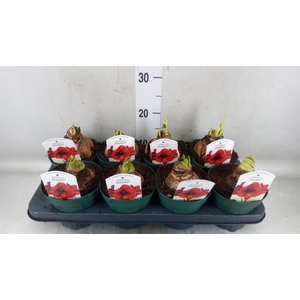 Hippeastrum DI 'Amorita Danu'