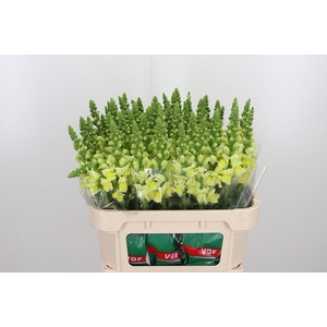 Antirrhinum Op Yellow