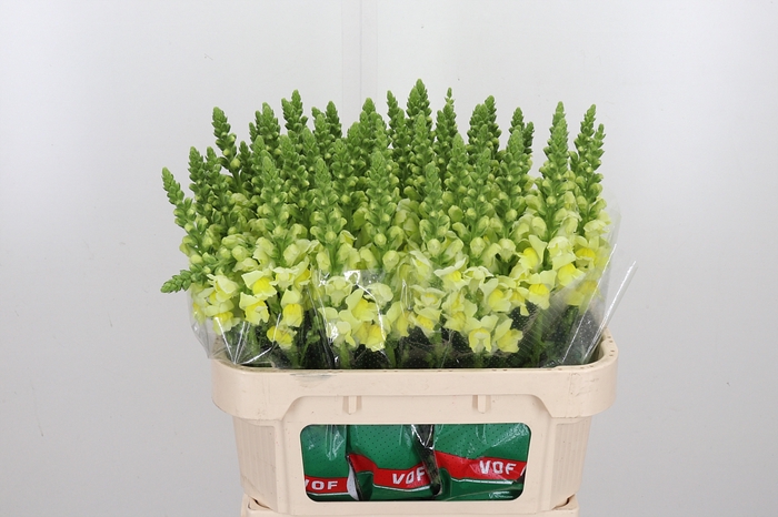 <h4>Antirrhinum Op Yellow</h4>