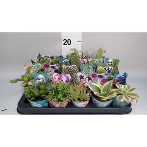 Cactus   ...mix