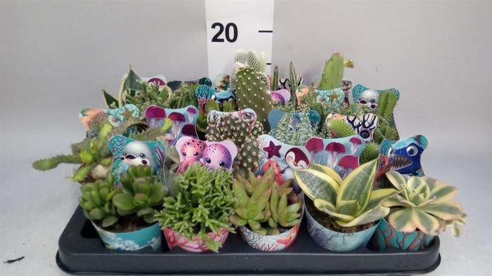 <h4>Cactus   ...mix</h4>