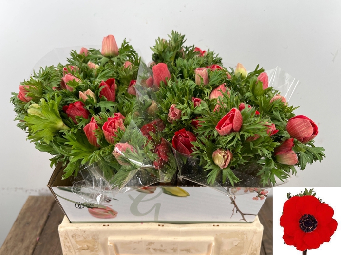 <h4>ANEM CO MAR RED</h4>