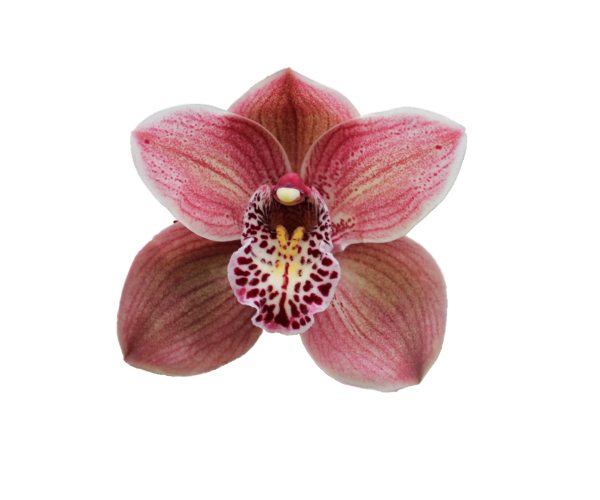 <h4>Cymb T Purple rain</h4>