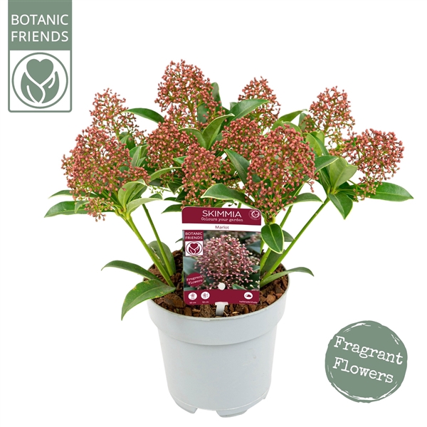 <h4>Skimmia japonica 'Marlot'</h4>