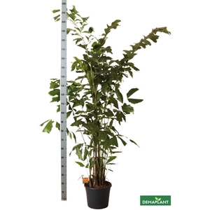 CARYOTA MITIS