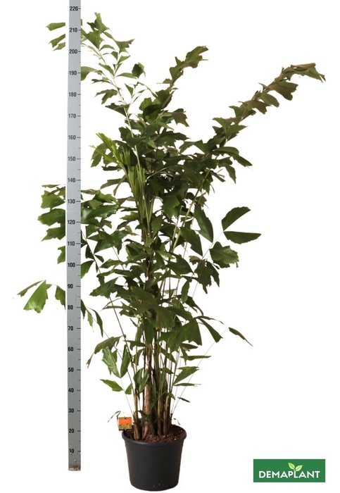 <h4>CARYOTA MITIS</h4>