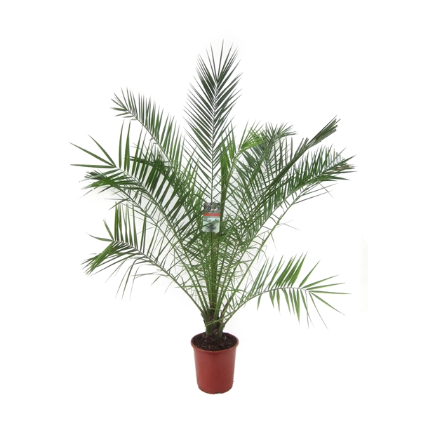 <h4>Phoenix canariensis</h4>
