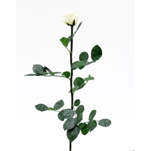 Roos op steel standard Vanilla