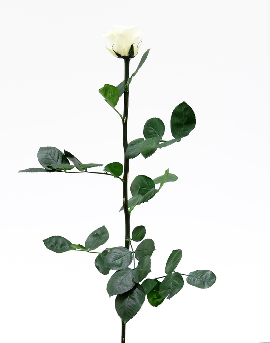 Roos op steel standard Vanilla