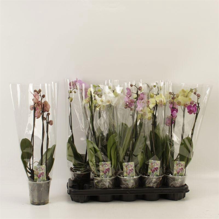 <h4>PHAL GEM</h4>