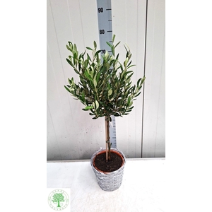 OLEA EUROPAEA