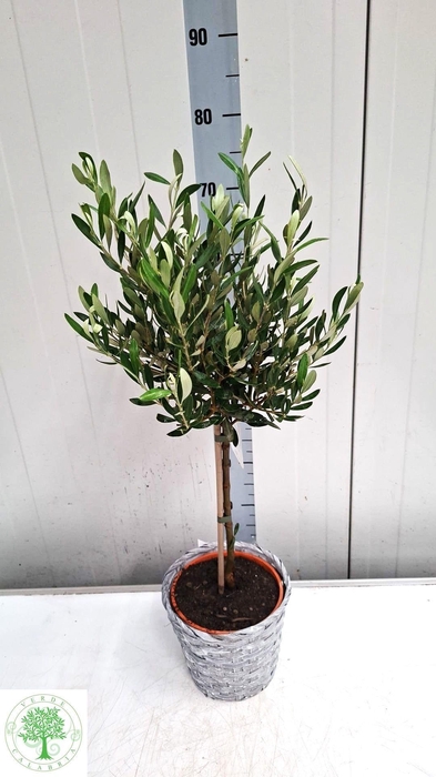 <h4>OLEA EUROPAEA</h4>