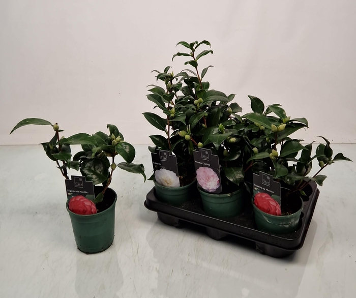 <h4>CAMELLIA JAPONICA</h4>