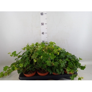 Hedera helix 'Brigitte'