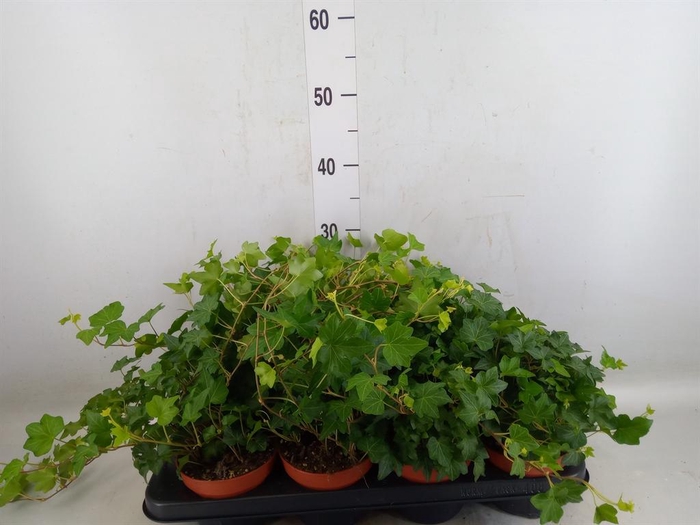 <h4>Hedera helix 'Brigitte'</h4>