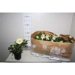 Hell Ni Chr Carol 5-6 Bloemen++