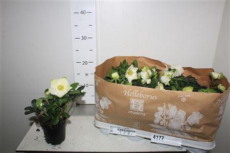 <h4>Hell Ni Chr Carol 5-6 Bloemen++</h4>