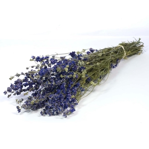 Delphinium Natural Blue
