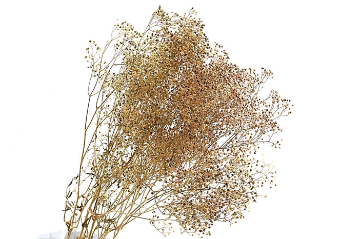 Gypsophila Preserved Mini Natural