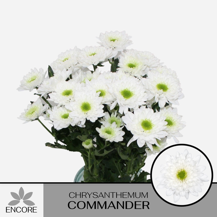<h4>Chr T Commander</h4>