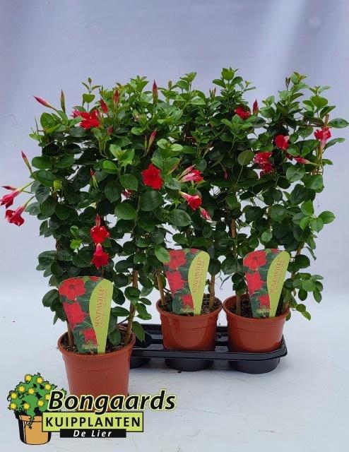 <h4>MANDE SUN RED</h4>