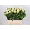 Paeonia Lemon Chiffon