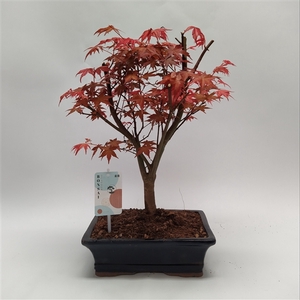 Acer Deshojo 25 cm