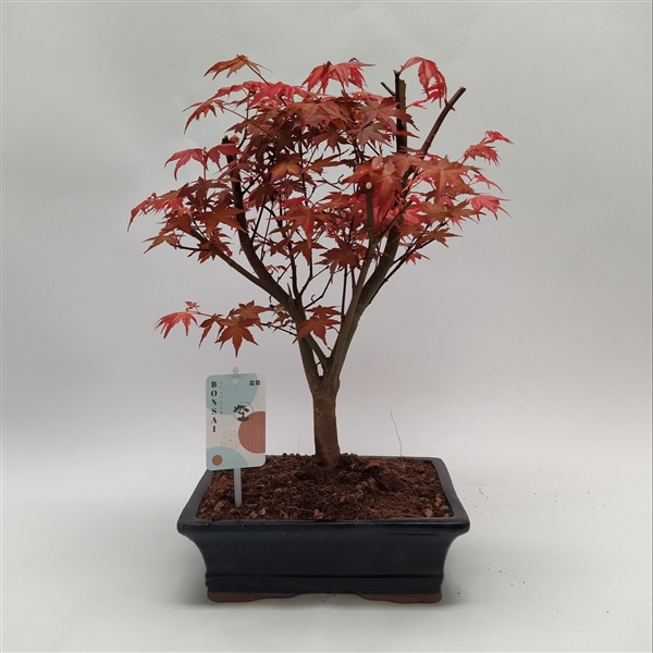 <h4>Acer Deshojo 25 cm</h4>