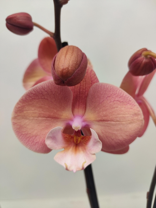 <h4>Limited 63 week 2</h4>