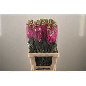 Matth Iron * Premium* Hot Pink