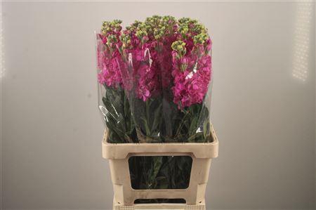 <h4>Matth Iron * Premium* Hot Pink</h4>