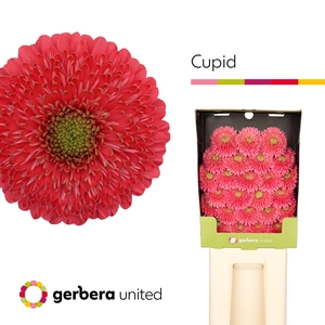 Ge Ger Terra Cupid