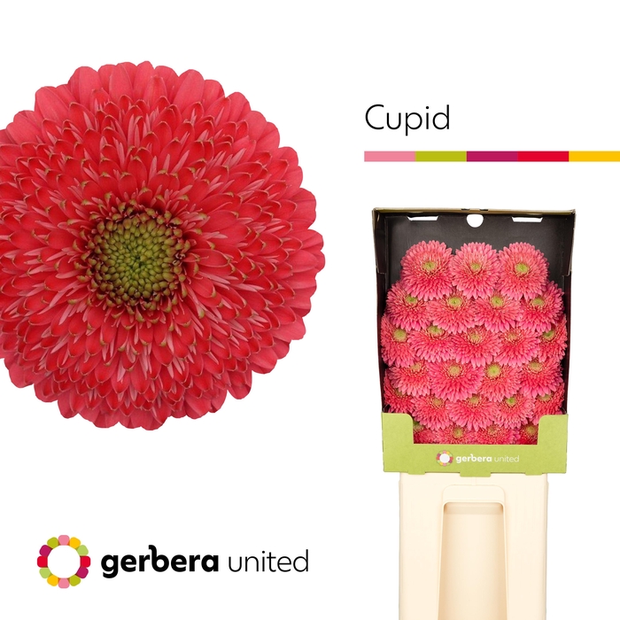 <h4>Ge Ger Terra Cupid</h4>