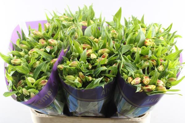 <h4>Alstr Bali (geel)</h4>