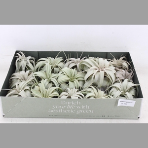 arr3 CP - Xerographica x15