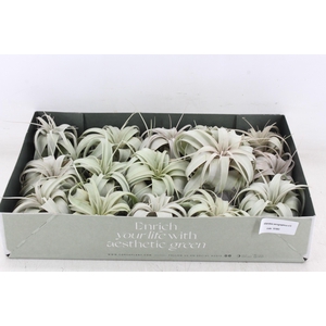 arr3 CP - Xerographica x15