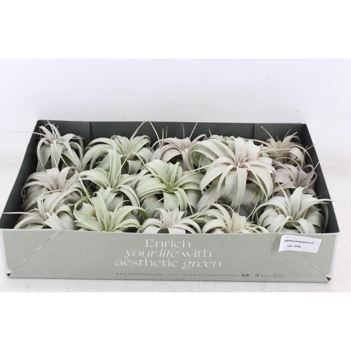 <h4>Arr3 Cp - Xerographica X15</h4>