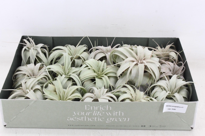 Arr3 Cp - Xerographica X15