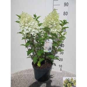 HYDR PANICULATA