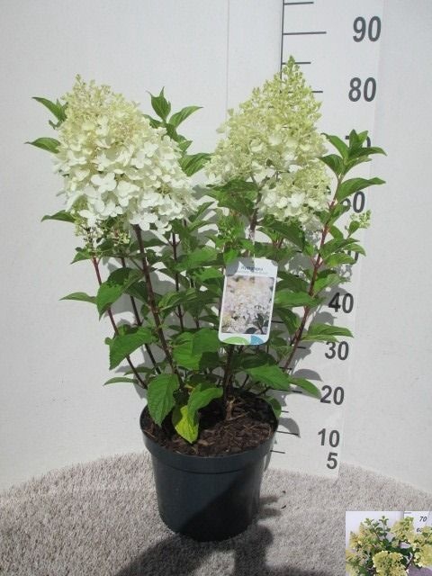 <h4>HYDR PANICULATA</h4>