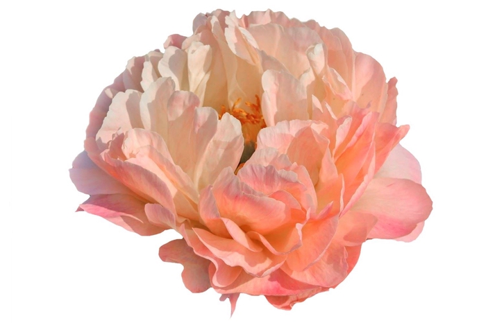 <h4>PAEONIA HYBR. 'CORAL SUNSET'</h4>
