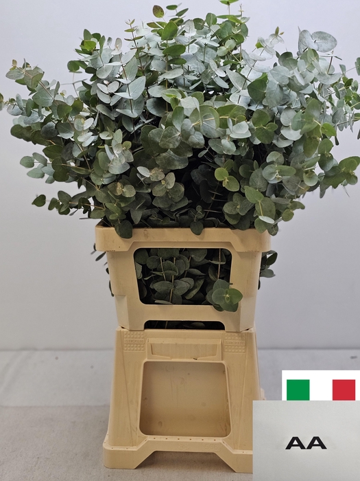 EUC CINEREA PER STEEL -IT-VERTAKT